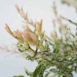 Salix 'Flamingo' - Set De 2 - Saule Crevette - Pot 21cm - Hauteur 110-120cm -Bostikhost Magasin 97171284 3