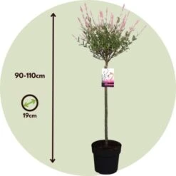 Salix 'Flamingo' - Set De 2 - Saule Crevette - Pot 21cm - Hauteur 110-120cm -Bostikhost Magasin 97171284 4