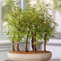 Bonsaï Extérieur Metasequoia Forest - Bonsaï - Pot 15cm - Hauteur 20-30cm -Bostikhost Magasin 97219371 3