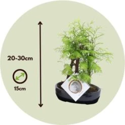 Bonsaï Extérieur Metasequoia Forest - Bonsaï - Pot 15cm - Hauteur 20-30cm -Bostikhost Magasin 97219371 4