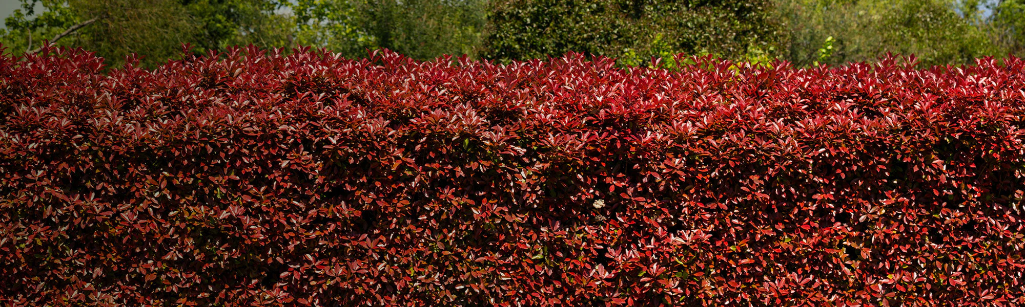 Bostikhost Magasin -Bostikhost Magasin Haie rouge