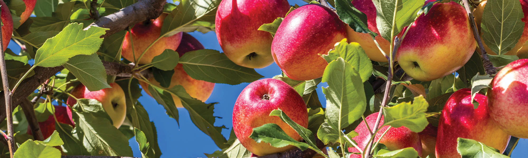 Bostikhost Magasin -Bostikhost Magasin shp fruitiers 0bcb8ddd 057c 4acc b072 981f18d93595